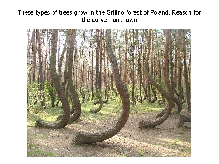 These types of trees grow in the Grifino forest of Poland. Reason for the These types of trees grow in the Grifino forest of Poland. Reason for the