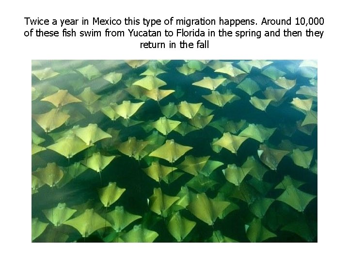 Twice a year in Mexico this type of migration happens. Around 10, 000 of Twice a year in Mexico this type of migration happens. Around 10, 000 of