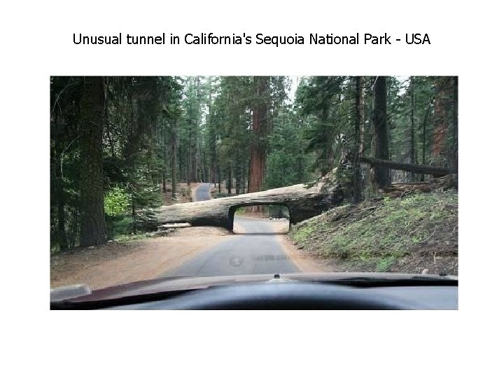 Unusual tunnel in California's Sequoia National Park - USA Unusual tunnel in California's Sequoia National Park - USA