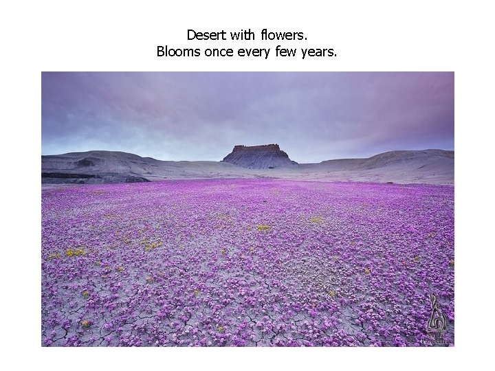 Desert with flowers. Blooms once every few years. Desert with flowers. Blooms once every few years.