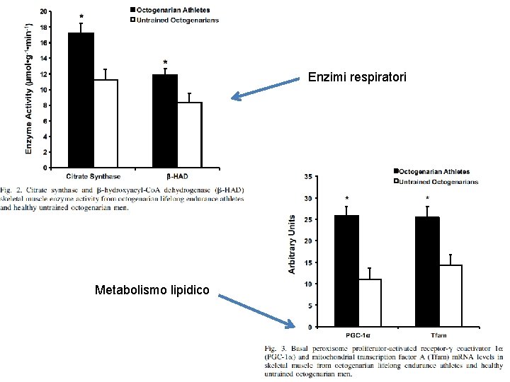 Enzimi respiratori Metabolismo lipidico Enzimi respiratori Metabolismo lipidico