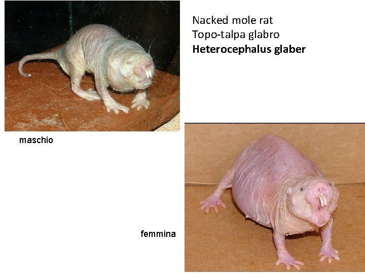 Nacked mole rat Topo-talpa glabro Heterocephalus glaber maschio femmina Nacked mole rat Topo-talpa glabro Heterocephalus glaber maschio femmina