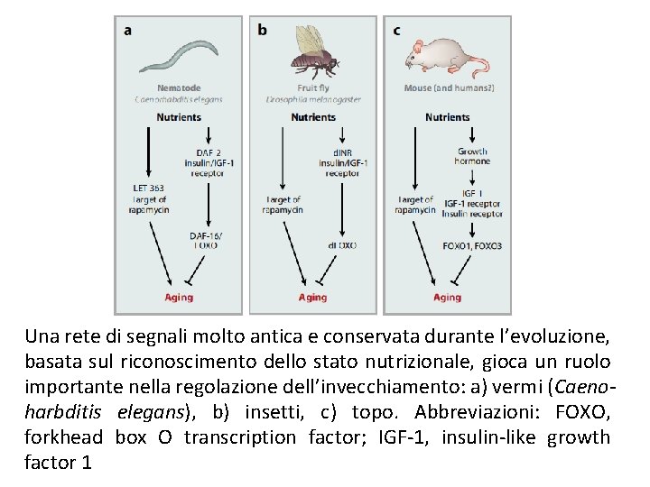 Una rete di segnali molto antica e conservata durante l’evoluzione, basata sul riconoscimento dello Una rete di segnali molto antica e conservata durante l’evoluzione, basata sul riconoscimento dello