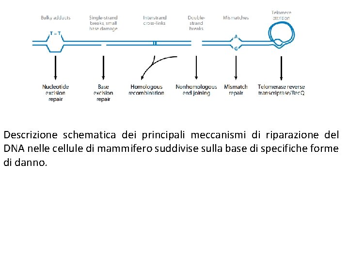 Descrizione schematica dei principali meccanismi di riparazione del DNA nelle cellule di mammifero suddivise Descrizione schematica dei principali meccanismi di riparazione del DNA nelle cellule di mammifero suddivise