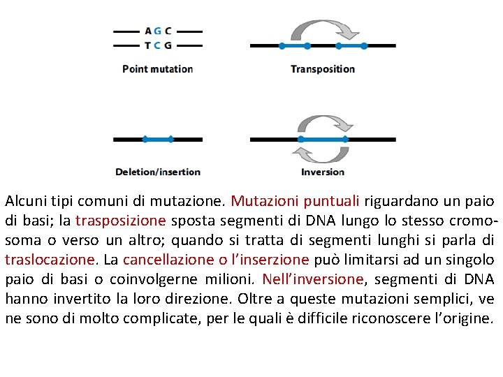 Alcuni tipi comuni di mutazione. Mutazioni puntuali riguardano un paio di basi; la trasposizione Alcuni tipi comuni di mutazione. Mutazioni puntuali riguardano un paio di basi; la trasposizione