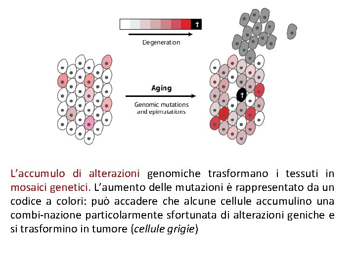 L’accumulo di alterazioni genomiche trasformano i tessuti in mosaici genetici. L’aumento delle mutazioni è L’accumulo di alterazioni genomiche trasformano i tessuti in mosaici genetici. L’aumento delle mutazioni è
