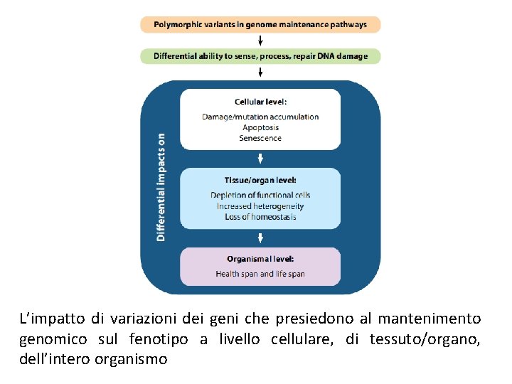 L’impatto di variazioni dei geni che presiedono al mantenimento genomico sul fenotipo a livello L’impatto di variazioni dei geni che presiedono al mantenimento genomico sul fenotipo a livello