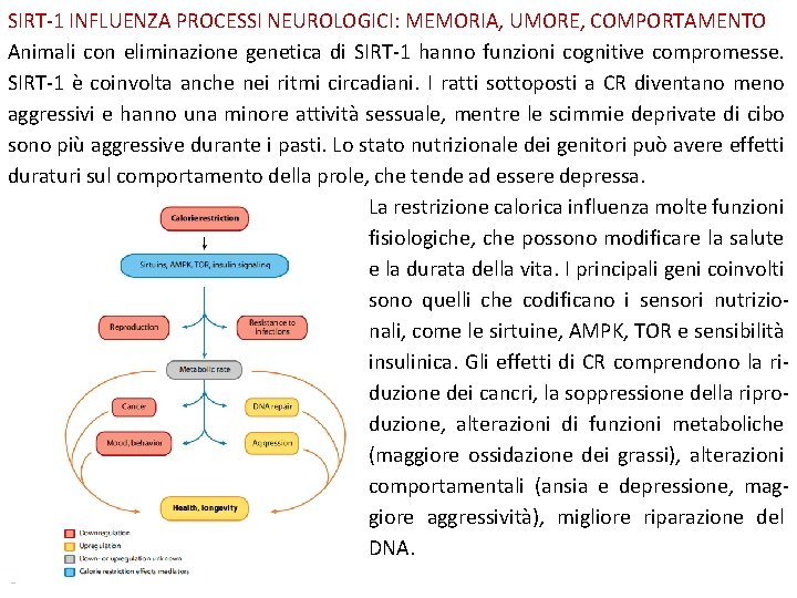 SIRT-1 INFLUENZA PROCESSI NEUROLOGICI: MEMORIA, UMORE, COMPORTAMENTO Animali con eliminazione genetica di SIRT-1 hanno SIRT-1 INFLUENZA PROCESSI NEUROLOGICI: MEMORIA, UMORE, COMPORTAMENTO Animali con eliminazione genetica di SIRT-1 hanno
