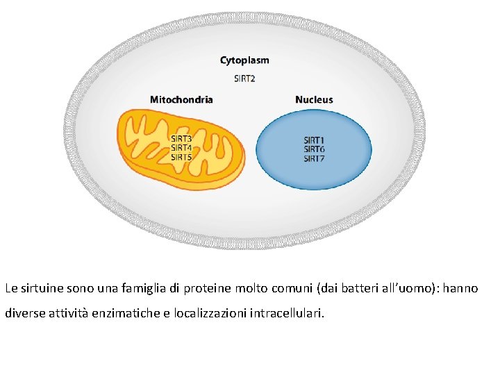 Le sirtuine sono una famiglia di proteine molto comuni (dai batteri all’uomo): hanno diverse Le sirtuine sono una famiglia di proteine molto comuni (dai batteri all’uomo): hanno diverse