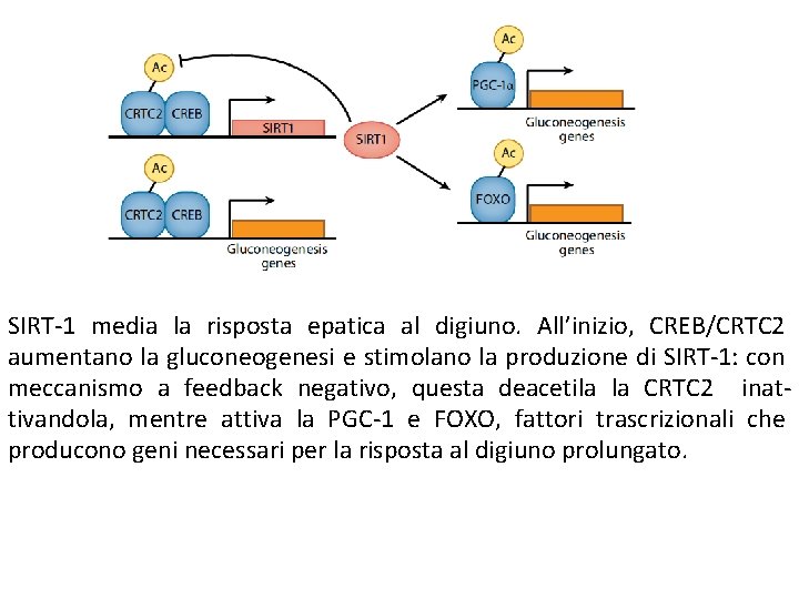 SIRT-1 media la risposta epatica al digiuno. All’inizio, CREB/CRTC 2 aumentano la gluconeogenesi e SIRT-1 media la risposta epatica al digiuno. All’inizio, CREB/CRTC 2 aumentano la gluconeogenesi e