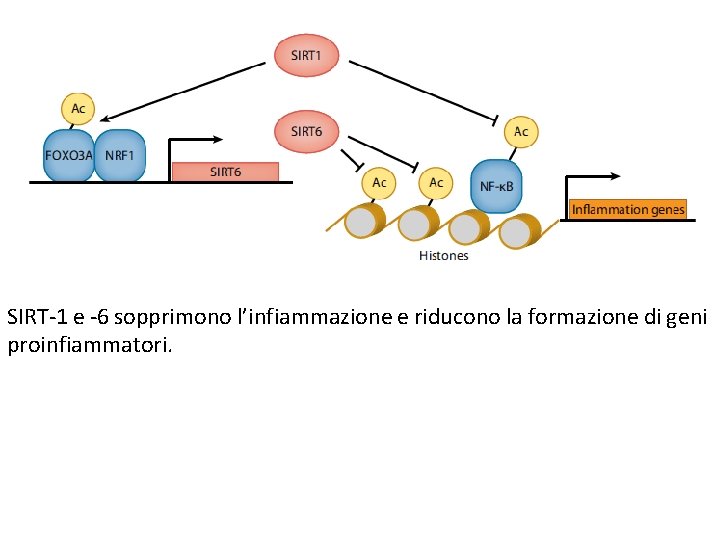 SIRT-1 e -6 sopprimono l’infiammazione e riducono la formazione di geni proinfiammatori. SIRT-1 e -6 sopprimono l’infiammazione e riducono la formazione di geni proinfiammatori.