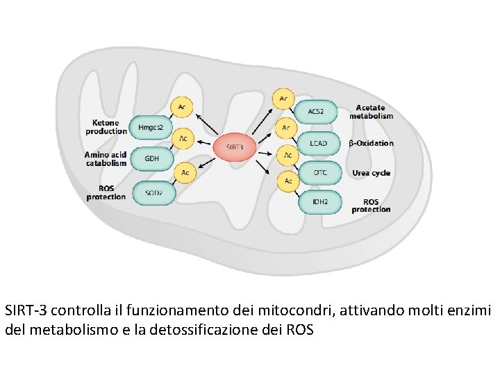 SIRT-3 controlla il funzionamento dei mitocondri, attivando molti enzimi del metabolismo e la detossificazione SIRT-3 controlla il funzionamento dei mitocondri, attivando molti enzimi del metabolismo e la detossificazione