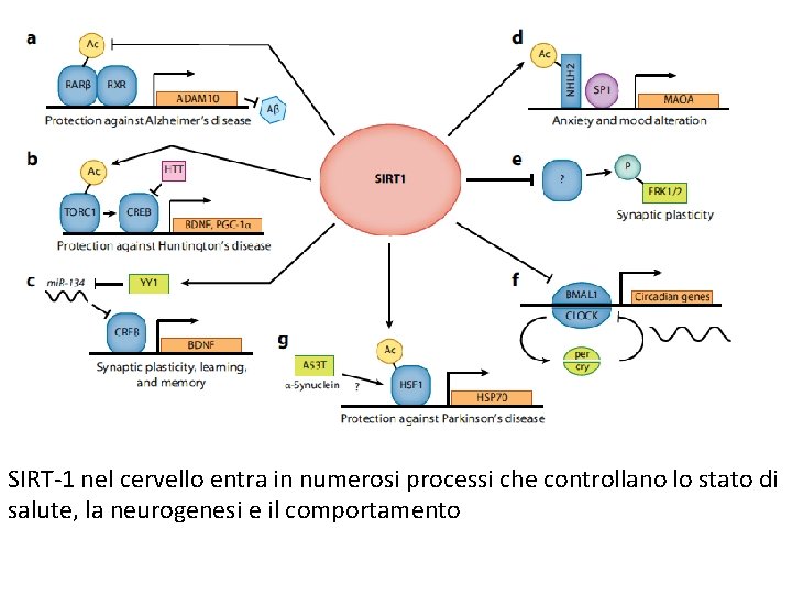 SIRT-1 nel cervello entra in numerosi processi che controllano lo stato di salute, la SIRT-1 nel cervello entra in numerosi processi che controllano lo stato di salute, la