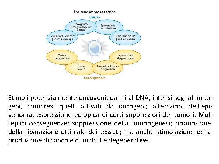 Stimoli potenzialmente oncogeni: danni al DNA; intensi segnali mitogeni, compresi quelli attivati da oncogeni; Stimoli potenzialmente oncogeni: danni al DNA; intensi segnali mitogeni, compresi quelli attivati da oncogeni;