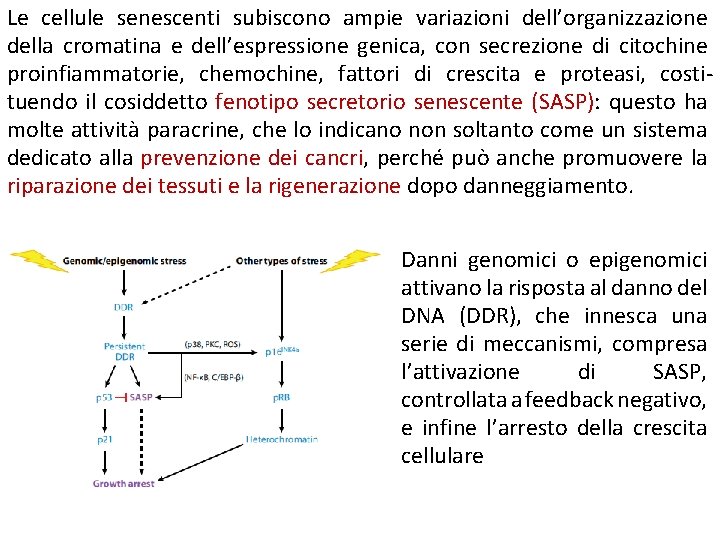 Le cellule senescenti subiscono ampie variazioni dell’organizzazione della cromatina e dell’espressione genica, con secrezione Le cellule senescenti subiscono ampie variazioni dell’organizzazione della cromatina e dell’espressione genica, con secrezione