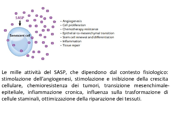 Le mille attività del SASP, che dipendono dal contesto fisiologico: stimolazione dell’angiogenesi, stimolazione e Le mille attività del SASP, che dipendono dal contesto fisiologico: stimolazione dell’angiogenesi, stimolazione e