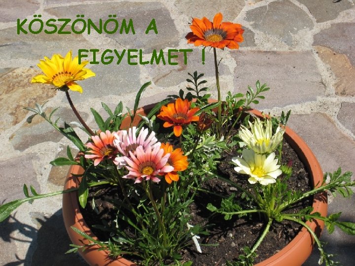 KÖSZÖNÖM A FIGYELMET ! 