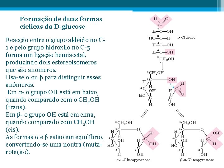 Formação de duas formas cíclicas da D-glucose Reacção entre o grupo aldeído no C