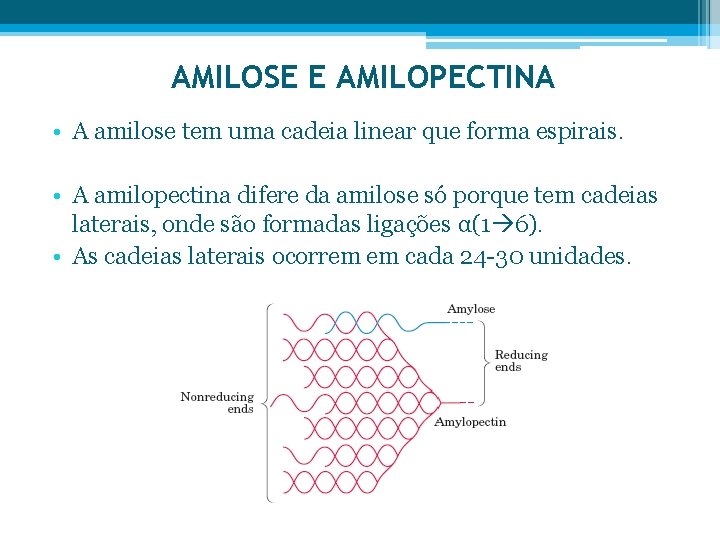 AMILOSE E AMILOPECTINA • A amilose tem uma cadeia linear que forma espirais. •