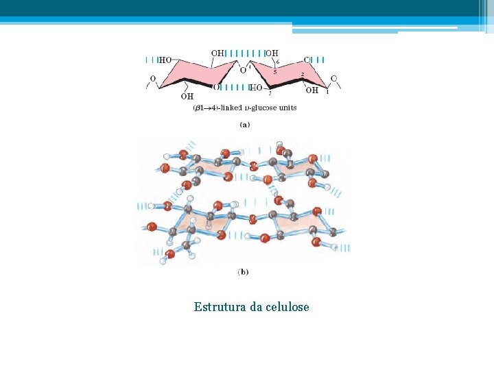 Estrutura da celulose 