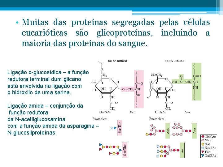  • Muitas das proteínas segregadas pelas células eucarióticas são glicoproteínas, incluindo a maioria