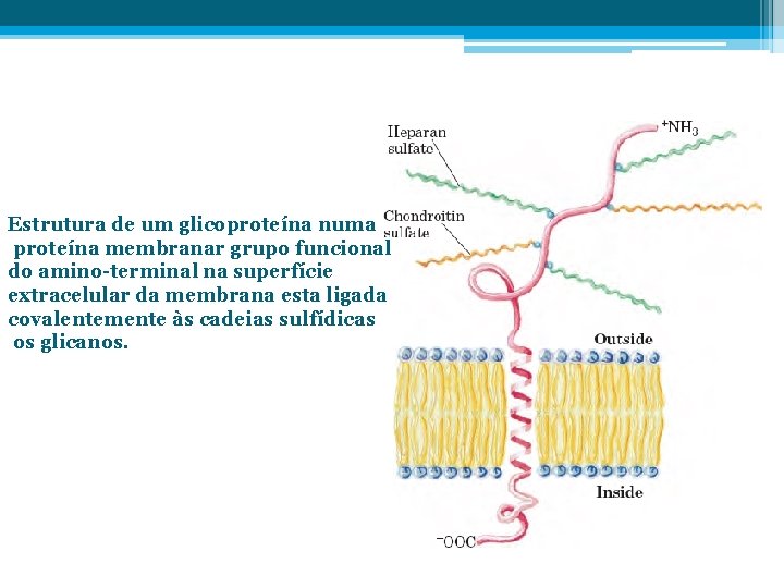 Estrutura de um glicoproteína numa proteína membranar grupo funcional do amino-terminal na superfície extracelular