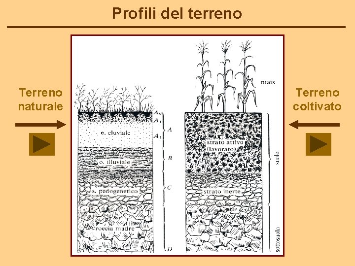 Profili del terreno Terreno naturale Terreno coltivato 