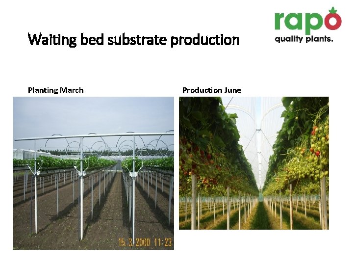 Waiting bed substrate production Planting March Production June 