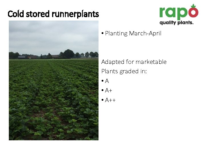 Cold stored runnerplants • Planting March-April Adapted for marketable Plants graded in: • A++