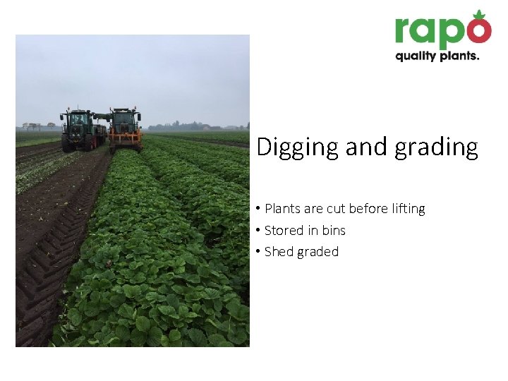 Digging and grading • Plants are cut before lifting • Stored in bins •