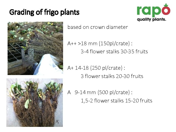 Grading of frigo plants based on crown diameter A++ >18 mm (150 pl/crate) :