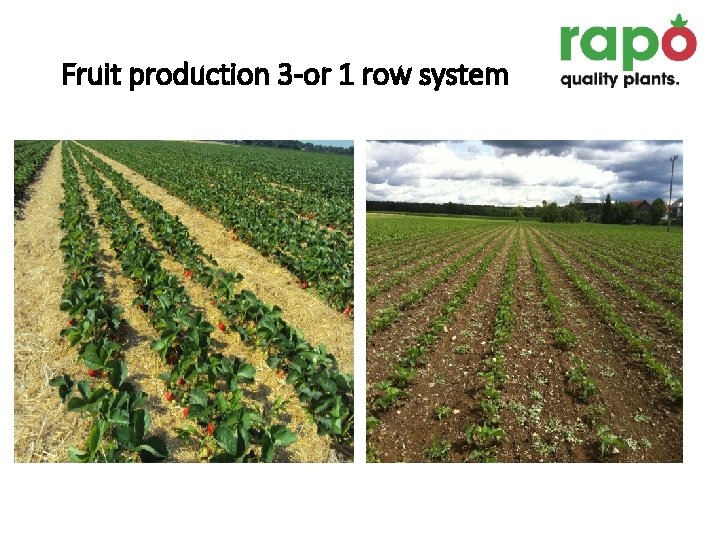 Fruit production 3 -or 1 row system 