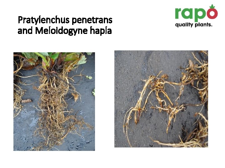 Pratylenchus penetrans and Meloidogyne hapla 