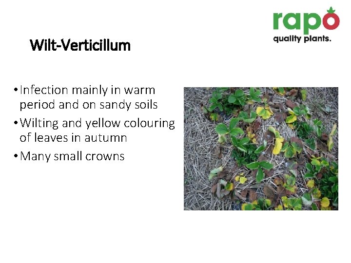 Wilt-Verticillum • Infection mainly in warm period and on sandy soils • Wilting and