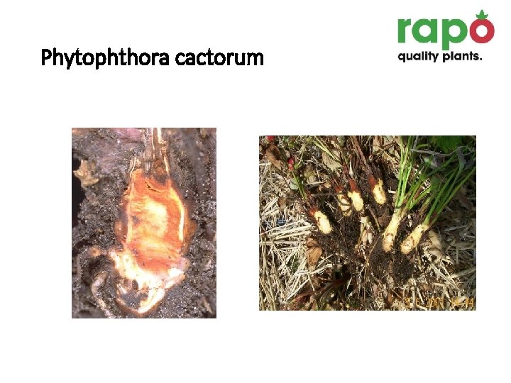 Phytophthora cactorum 