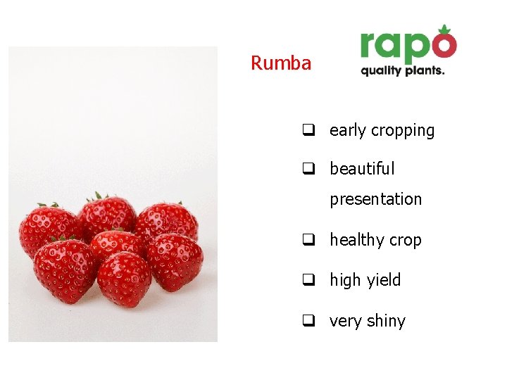 Rumba q early cropping q beautiful presentation q healthy crop q high yield q