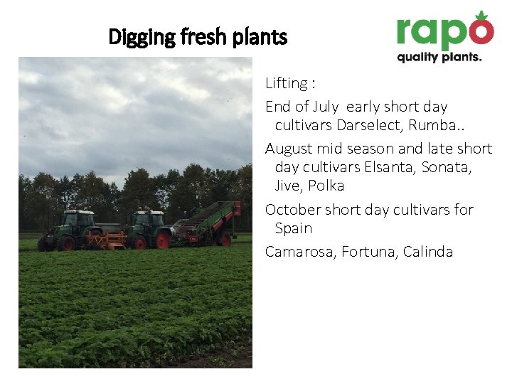 Digging fresh plants Lifting : End of July early short day cultivars Darselect, Rumba.