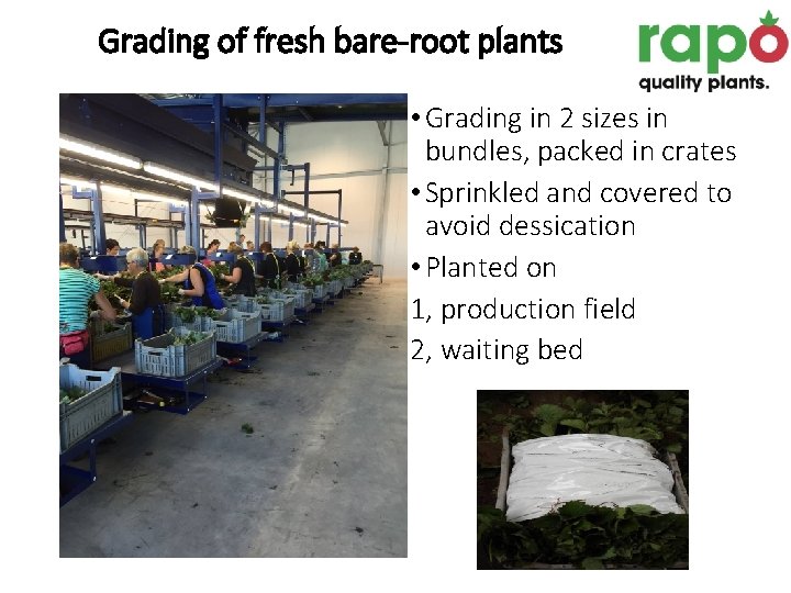 Grading of fresh bare-root plants • Grading in 2 sizes in bundles, packed in