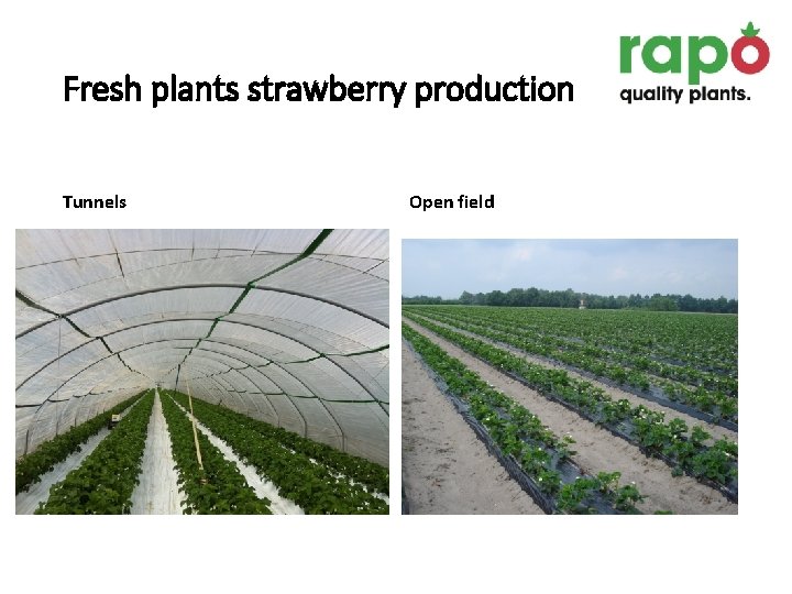 Fresh plants strawberry production Tunnels Open field 