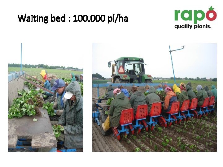 Waiting bed : 100. 000 pl/ha 