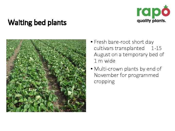 Waiting bed plants • Fresh bare-root short day cultivars transplanted 1 -15 August on