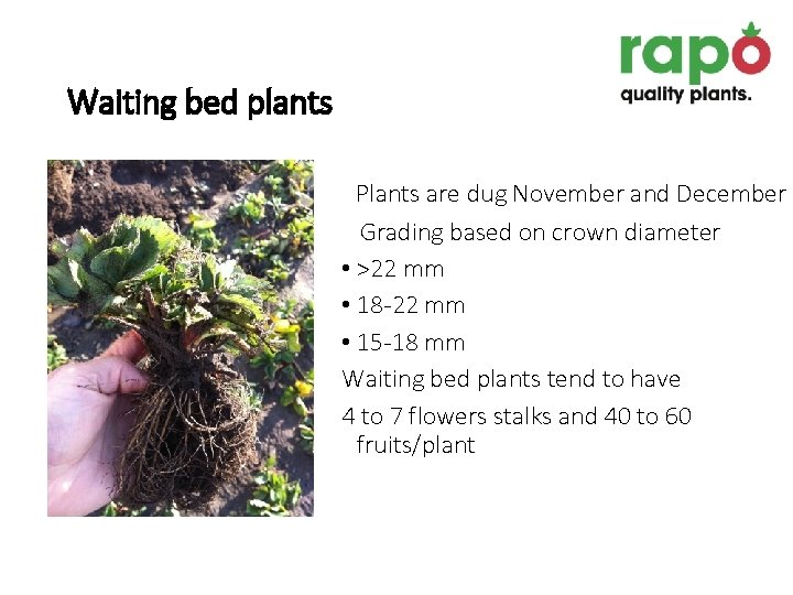 Waiting bed plants Plants are dug November and December Grading based on crown diameter