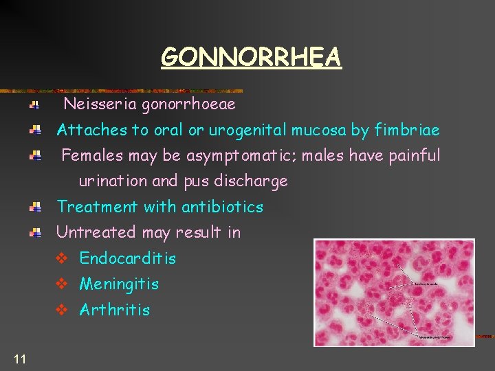 GONNORRHEA Neisseria gonorrhoeae Attaches to oral or urogenital mucosa by fimbriae Females may be