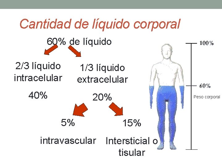 Cantidad de líquido corporal 60% de líquido 2/3 líquido intracelular 1/3 líquido extracelular 40%