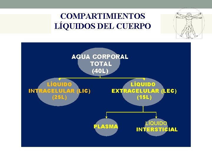 COMPARTIMIENTOS LÍQUIDOS DEL CUERPO AGUA CORPORAL TOTAL (40 L) LÍQUIDO INTRACELULAR (LIC) (25 L)