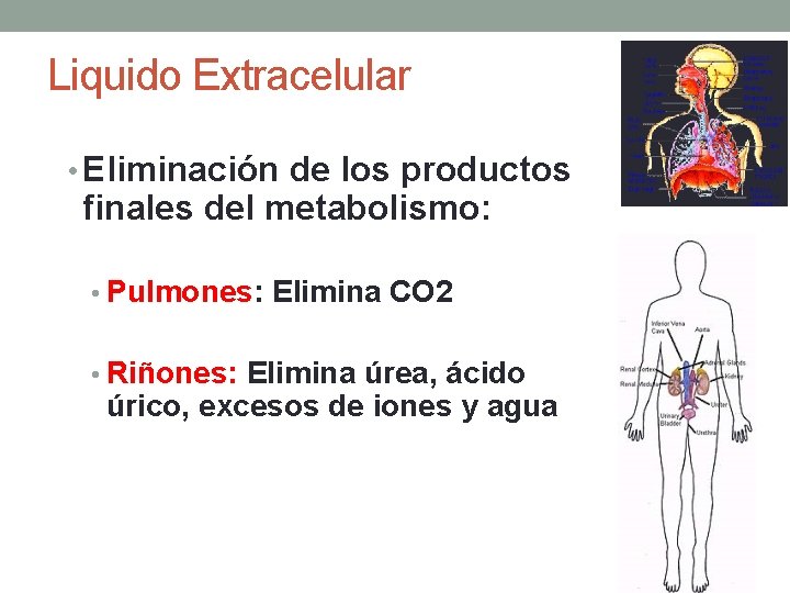 Liquido Extracelular • Eliminación de los productos finales del metabolismo: • Pulmones: Elimina CO