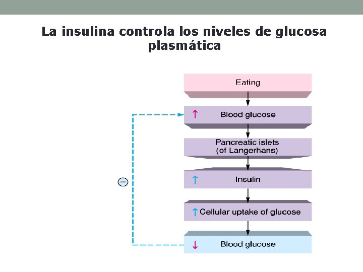 La insulina controla los niveles de glucosa plasmática 