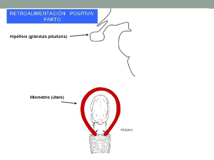 Hipófisis (glándula pituitaria) Miometrio (útero) 