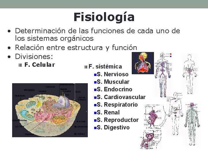 Fisiología • Determinación de las funciones de cada uno de los sistemas orgánicos •