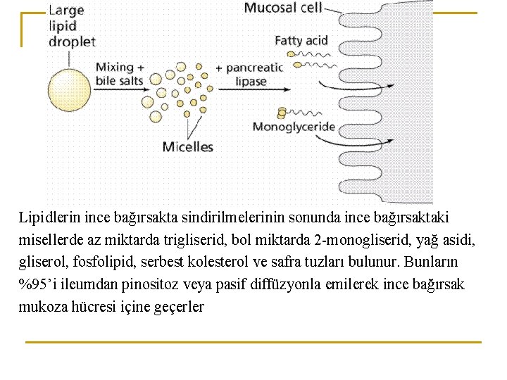 Lipidlerin ince bağırsakta sindirilmelerinin sonunda ince bağırsaktaki misellerde az miktarda trigliserid, bol miktarda 2